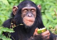 Les chimpanzés sont-ils des hommes?