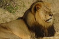 Le Zimbabwe rend justice à "Cecil", tué par un Américain