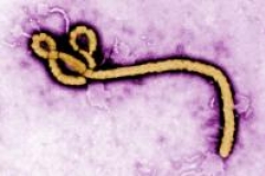 Une partie du mystère du virus d'Ebola élucidée