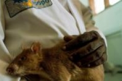 Des rats pour détecter la tuberculose