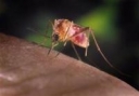 La lutte conte le paludisme ralentit