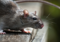 Des rats attaquent une adolescence dans le nord de la France 