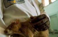 Des rats pour détecter la tuberculose